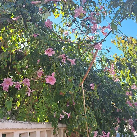 La Mata, * Torrevieja